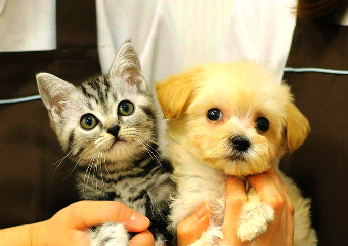 ペットショップ事業の画像